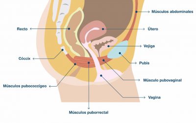 ¿Qué es y cómo funciona el suelo pélvico?