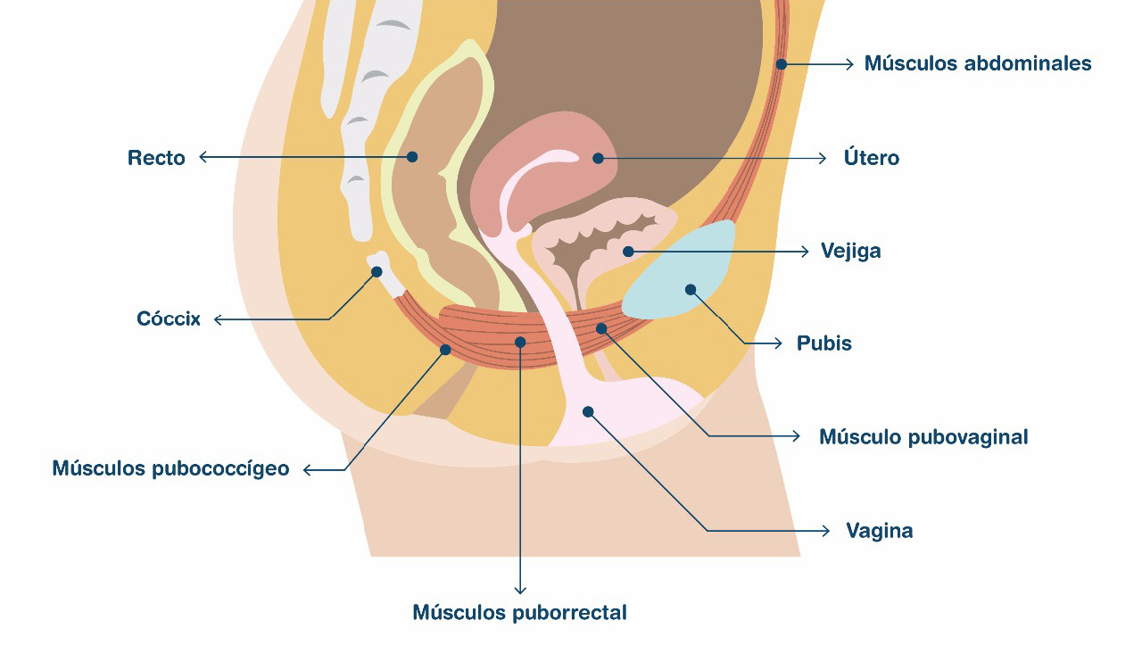 Suelo pélvico femenino